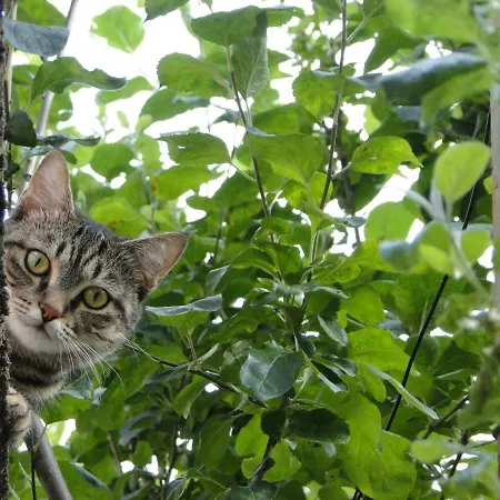 펜션 Via Del Toppo, 4 *