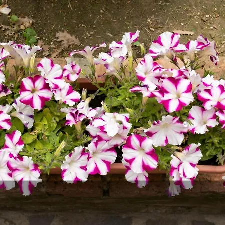 Via Del Toppo, 4 펜션