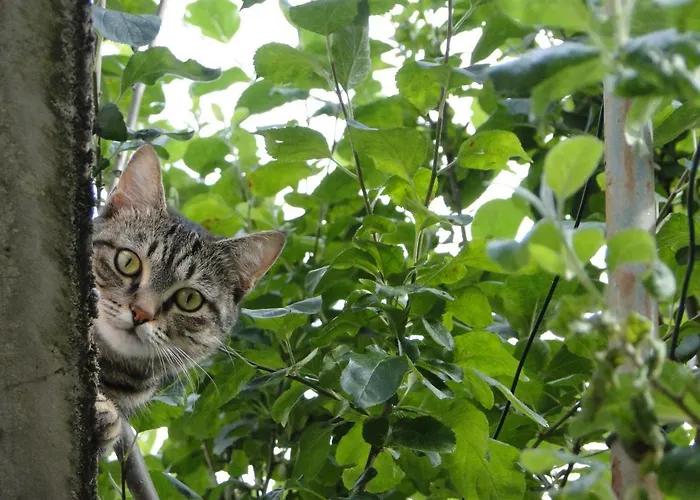 בית נופש Via Del Toppo, 4 *