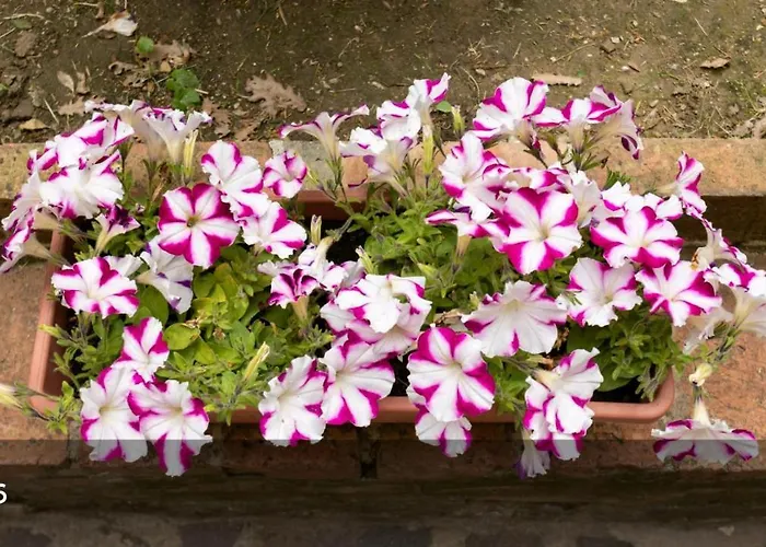 Via Del Toppo, 4 בית נופש